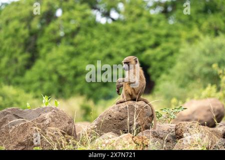 Une troupe de babouins olives (Papio anubis). Banque D'Images