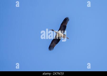 Cigogne noire (Ciconia nigra) en vol avec fond de ciel bleu photographiée en Israël cette échassière habite les zones humides, se nourrissant de poissons, de petits animaux Banque D'Images