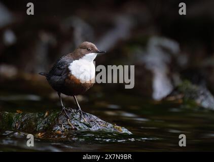 Plongeur adulte (Cinclus Cinclus) pêchant sur une rivière à débit rapide, Écosse Banque D'Images