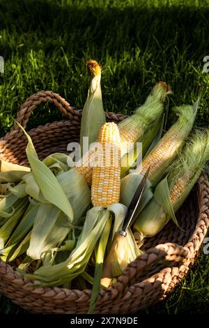 Un panier d'épis de maïs frais assis dans l'herbe. Banque D'Images
