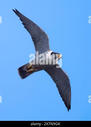 Faucon pèlerin mâle adulte (Falco peregrinus) en vol contre un ciel bleu, Norfolk Banque D'Images