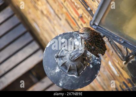 Un oiseau étourlé perché sur un lampadaire au Camden Market à Londres Banque D'Images