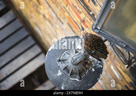 Un oiseau étourlé perché sur un lampadaire au Camden Market à Londres Banque D'Images