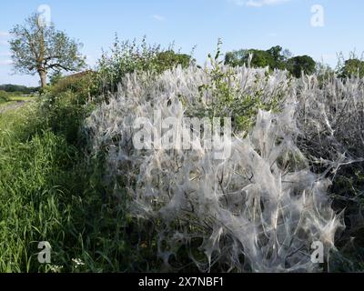 Toile de couverture en soie Ermine Moth couvrant une grande partie d'une haie dans le Wiltshire rural Banque D'Images