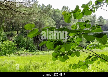 'Une évasion verte de l'agitation, où la beauté de la nature entoure et guérit. 🌳🍃' Banque D'Images