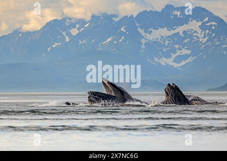 Baleines à bosse, Megaptera novaeangliae, manger, plonger, Juneau, Alaska du Sud-est, Alaska, États-Unis Banque D'Images