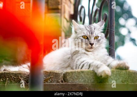 Un chat tabby brun et gris dormant dans les escaliers d'une manière adorable Banque D'Images