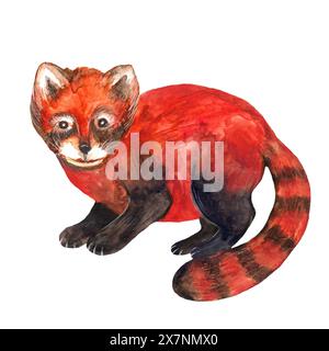 Aquarelle hyper-réaliste animaux sauvages d'Asie - panda rouge, isolé sur un fond Banque D'Images