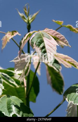 Aîné de boîte, feuilles de 'Flamingo' d'Acer Negundo Banque D'Images