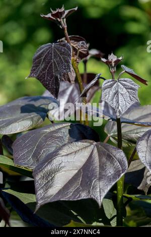 Feuillage noir feuilles sombres, Catalpa x erubescens 'purpurea' Purple Hybrid Catalpa Banque D'Images