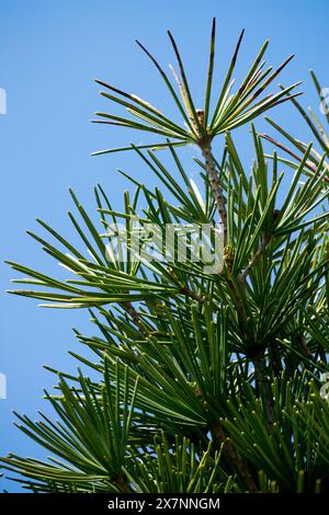 Feuillage de conifères, aiguilles, Sciadopitys verticillata, PIN parapluie japonais, Parasol Fir Banque D'Images