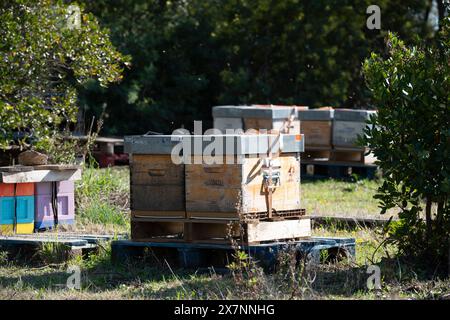 Ruches dans le massif du Tanneron, entourées par la vibrante forêt de mimosa dans le sud de la France. Banque D'Images