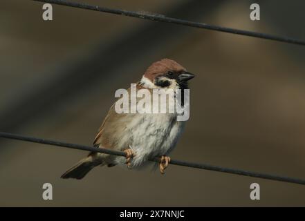 Un rare moineau, passer montanus, perché sur un fil. Banque D'Images