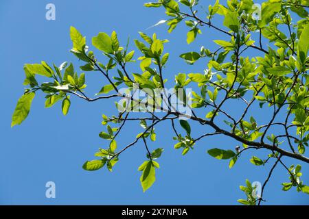 Gomme aigre, Nyssa sylvatica feuilles branche Tupelo noir, gomme noire Banque D'Images