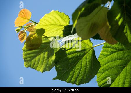 Tilleul à grandes feuilles, Tilia platyphyllos 'Rubra' Banque D'Images