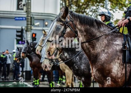 Des chevaux de l'unité de police montée sont vus tenant une ligne tout en surveillant les partisans pro-palestiniens séparés du rassemblement pro-juif. Six personnes ont été arrêtées à la suite d'échanges houleux entre manifestants pro-palestiniens et pro-israéliens dans le quartier des affaires de Melbourne. Une foule combinée de 7000 personnes a assisté au rassemblement séparé du dimanche de la Nakba, et un rassemblement Never Again Is Now organisé par le groupe chrétien sioniste International Christian Embassy Jérusalem. Il est entendu que certains manifestants du rassemblement du dimanche de la Nakba, qui a commencé à midi autour de la Bibliothèque d'État, ont fusionné avec Spring St, autour du Parlement- où Banque D'Images