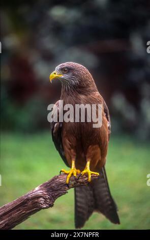 Bec jaune (Kite milvus aegyptius) Banque D'Images