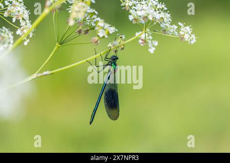 Demoiselle baguée ; Calopteryx splendens ; homme ; Royaume-Uni Banque D'Images