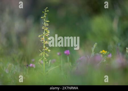 Dune Helleborine ; Epipactis dunensis ; floraison ; Royaume-Uni Banque D'Images