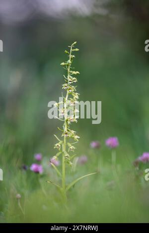 Dune Helleborine ; Epipactis dunensis ; floraison ; Royaume-Uni Banque D'Images