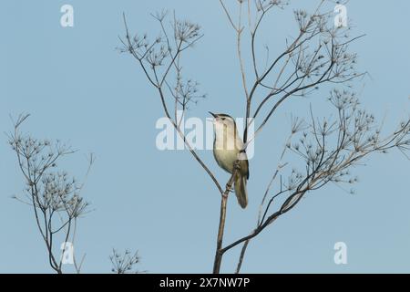 Une Paruline à Sedge, Acrocephalus schoenobaenus, chantant perchée sur une plante morte au bord d'un ruisseau. Banque D'Images