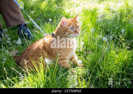 Chat gingembre mignon domestique marchant dans l'herbe verte Banque D'Images