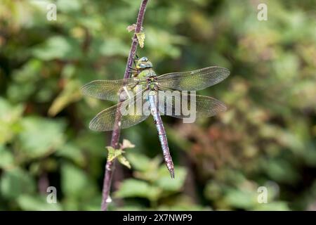 Emperor Dragonfly ; Anax imperator ; homme ; Royaume-Uni Banque D'Images