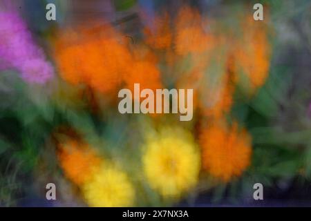 Photo abstraite floue de fleurs colorées de jardin dans des tons rose, orange et jaune Banque D'Images