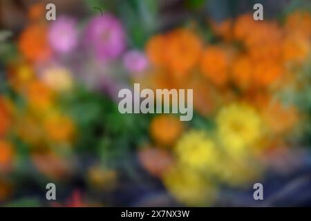 Photo abstraite floue de fleurs colorées de jardin dans des tons rose, orange et jaune Banque D'Images