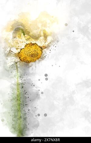 Image numériquement améliorée d'un Anthemis arvensis fané, également connu sous le nom de camomille de maïs, mayweed, camomille sans parfum, ou camomille de champ est une espèce de Banque D'Images