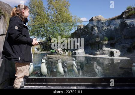 Paris, France. 23 avril 2024. © PHOTOPQR/LE PARISIEN/Jean-Baptiste Quentin ; Paris ; 23/04/2024 ; ZOO de Vincennes des scientifiques du Muséum ont mis au point un robot télécommandé pour approcher les manchots de Humbolt, dont une colonie vit dans un bassin au zoo de Vincennes © LP/Jean-Baptiste Quentin Paris, France, 23 avril 2024 ZOO de Vincennes. Des scientifiques du Musée ont développé un robot rover télécommandé pour approcher les manchots Humbolt, dont une colonie vit dans une piscine du zoo de Vincennes *** local Caption *** un robot chez les manchots crédit : MAXPPP/Alamy Live News Banque D'Images