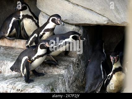 Paris, France. 23 avril 2024. © PHOTOPQR/LE PARISIEN/Jean-Baptiste Quentin ; Paris ; 23/04/2024 ; ZOO de Vincennes des scientifiques du Muséum ont mis au point un robot télécommandé pour approcher les manchots de Humbolt, dont une colonie vit dans un bassin au zoo de Vincennes © LP/Jean-Baptiste Quentin Paris, France, 23 avril 2024 ZOO de Vincennes. Des scientifiques du Musée ont développé un robot rover télécommandé pour approcher les manchots Humbolt, dont une colonie vit dans une piscine du zoo de Vincennes *** local Caption *** un robot chez les manchots crédit : MAXPPP/Alamy Live News Banque D'Images