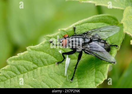 Mouche à chair, Sarcophaga carnaria assis immobile sur une feuille. Vue latérale, profil, gros plan. Arrière-plan vert naturel flou. Trencin, Slovaquie Banque D'Images