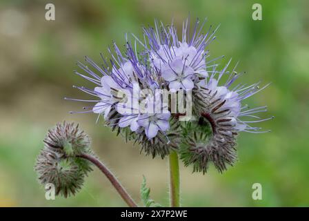 Fleurs de Lacy Phacelia tanacetifolia, gros plan. Fond vert naturel flou. Banque D'Images