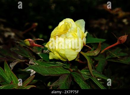 Pivoine jaune, Paeonia fleurit dans le jardin, gros plan. Banque D'Images