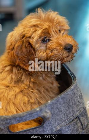 Chiot labradoodle mignon dans un panier de chien à l'air triste ou réfléchi Banque D'Images