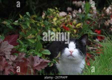 Portrait d'un chat souriant Banque D'Images