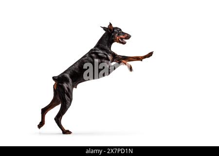 Doberman Pinscher chien saut isolé sur fond blanc Banque D'Images