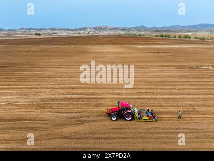 (240521) -- BAOTOU, 21 mai 2024 (Xinhua) -- une photo de drone aérien prise le 9 mai 2024 montre des agriculteurs plantant de la racine de Huangqi ou d'Astragalus dans le comté de Guyang de Baotou, dans la région autonome de Mongolie intérieure du nord de la Chine. Située dans la région autonome de Mongolie intérieure du nord de la Chine et le long du fleuve jaune, la ville de Baotou a une longue histoire et de riches ressources culturelles. À la jonction de la civilisation nomade et de la civilisation agricole, vous pourrez déguster un mélange de culture ici. Baogang Group, l'un des premiers fabricants de fer et d'acier de Chine, a fait de la ville connue comme une «ville de l'acier sur les prairies». Comme un vieux Banque D'Images