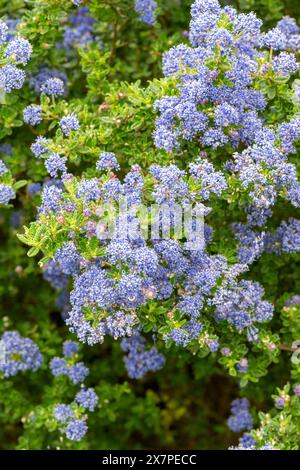 Gros plan d'un amas de belles fleurs bleues d'un arbuste Ceanothus à feuilles persistantes (Ceanothus Concha). Banque D'Images