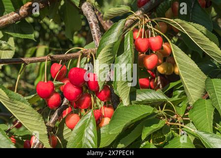 Gros plan de cerises rouges accrochées à un arbre, Kressbronn am Bodensee, Bade-Wuerttemberg, Allemagne Banque D'Images