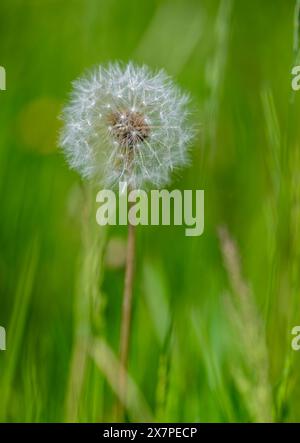 Tête de semence de Dandelion (Taraxacum officinale) souvent appelé une horloge de Dandelion contre un arrière-plan hors foyer Banque D'Images