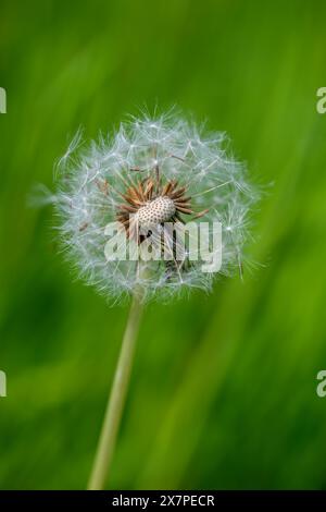 Tête de semence de Dandelion (Taraxacum officinale) souvent appelé une horloge de Dandelion contre un arrière-plan hors foyer Banque D'Images