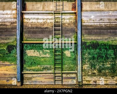 Marée basse Whitstable mur du port en bois avec échelle recouverte d'algues et d'algues Banque D'Images