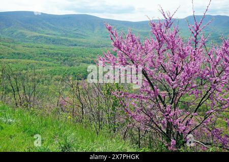 Vue de la vallée de la Shenandoah depuis Skyline Drive, Virginie, États-Unis, parc national de Shenandoah, montrant le rouge-bud de l'est en fleurs Banque D'Images