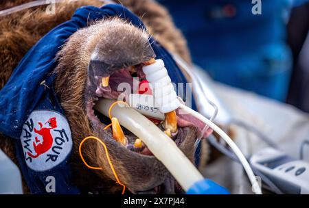 Stuer, Allemagne. 21 mai 2024. Des tubes respiratoires et des capteurs de surveillance sont accrochés dans la bouche de l'ours 'Mascha', âgé de 30 ans, qui est examiné par des vétérinaires dans le sanctuaire des ours de Müritz. En plus de l'examen médical de routine de l'ours, les vétérinaires berlinois vaccinent également les autres animaux dans le parc géré par la fondation pour le bien-être animal 'Vier Pfoten'. Le sanctuaire de l'ours de Müritz abrite actuellement 13 ours qui étaient auparavant détenus dans des conditions inappropriées dans de grands enclos naturels. Crédit : Jens Büttner/dpa/Alamy Live News Banque D'Images