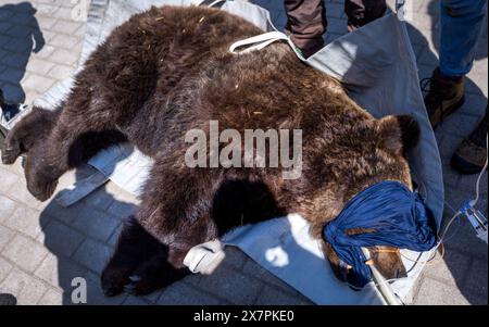 Stuer, Allemagne. 21 mai 2024. L'ours 'Masha', âgé de 30 ans, est transporté chez les vétérinaires pour un contrôle de routine dans le sanctuaire des ours de Müritz. En plus de l'examen médical de routine de l'ours, les vétérinaires berlinois vaccinent également les autres animaux dans le parc géré par la fondation pour le bien-être animal 'Vier Pfoten'. Le sanctuaire de l'ours de Müritz abrite actuellement 13 ours qui étaient auparavant détenus dans des conditions inappropriées dans de grands enclos naturels. Crédit : Jens Büttner/dpa/Alamy Live News Banque D'Images