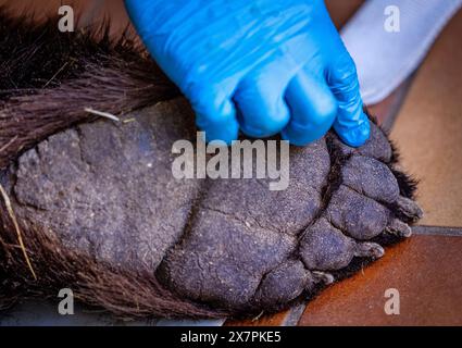 Stuer, Allemagne. 21 mai 2024. Le vétérinaire examine une patte de l'ours anesthésié de 30 ans 'Mascha' dans le sanctuaire des ours de Müritz. En plus du contrôle médical de routine de l'ours, les vétérinaires berlinois vaccinent également les autres animaux du parc géré par la fondation de protection des animaux 'Vier Pfoten'. Le sanctuaire de l'ours de Müritz abrite actuellement 13 ours qui étaient auparavant détenus dans des conditions inappropriées dans de grands enclos naturels. Crédit : Jens Büttner/dpa/Alamy Live News Banque D'Images