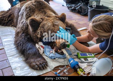 Stuer, Allemagne. 21 mai 2024. Julia Bohner vérifie la pression intraoculaire d'un ours anesthésié de 30 ans 'Masha' au sanctuaire des ours de Müritz. En plus du contrôle médical de routine de l'ours, les vétérinaires berlinois vaccinent également les autres animaux du parc géré par la fondation de protection des animaux 'Vier Pfoten'. Le sanctuaire de l'ours de Müritz abrite actuellement 13 ours qui étaient auparavant détenus dans des conditions inappropriées dans de grands enclos naturels. Crédit : Jens Büttner/dpa/Alamy Live News Banque D'Images