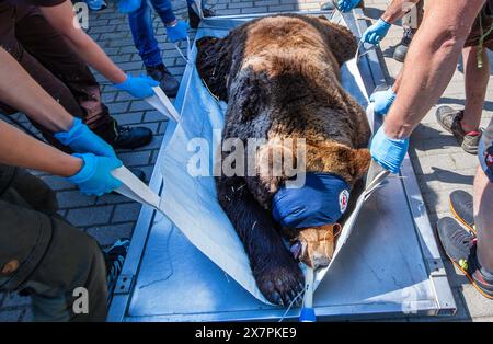 Stuer, Allemagne. 21 mai 2024. L'ours 'Masha', âgé de 30 ans, est transporté chez les vétérinaires pour un contrôle de routine dans le sanctuaire des ours de Müritz. En plus de l'examen médical de routine de l'ours, les vétérinaires berlinois vaccinent également les autres animaux dans le parc géré par la fondation pour le bien-être animal 'Vier Pfoten'. Le sanctuaire de l'ours de Müritz abrite actuellement 13 ours qui étaient auparavant détenus dans des conditions inappropriées dans de grands enclos naturels. Crédit : Jens Büttner/dpa/Alamy Live News Banque D'Images